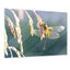 Libelle - Real Foto Wandbild