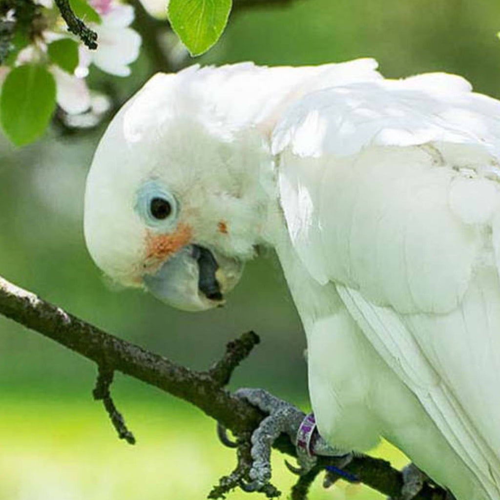 Weißer Papagei - Real Foto Wandbild