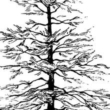 Bewundere den wunderschön illustrierten Baum