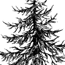 Bewundere den wunderschön illustrierten Baum