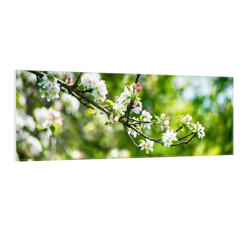 Apfelblüte - Real Foto Wandbild