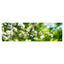 Apfelblüte - Real Foto Wandbild