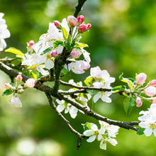 Apfelblüte - Real Foto Wandbild