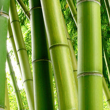 Bambuswald - Real Foto Wandbild