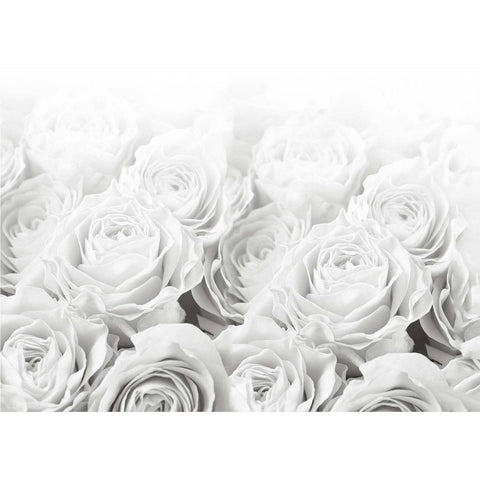 Bed of Roses Schwarz Weiß - Real Foto Wandbild