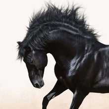 Blacky - Real Foto Wandbild