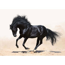 Blacky - Real Foto Wandbild