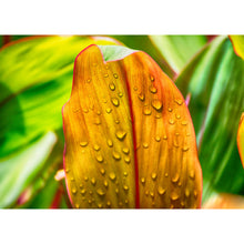 Blattgrün - Real Foto Wandbild