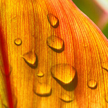 Blattgrün - Real Foto Wandbild