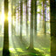 Forest - Real Foto Wandbild