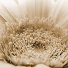 Gerbera Natur - Real Foto Wandbild