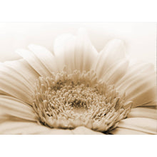 Gerbera Natur - Real Foto Wandbild