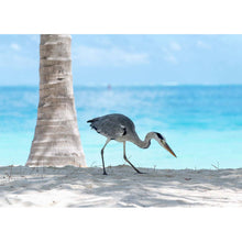 Graureiher - Real Foto Wandbild