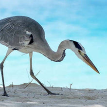 Graureiher - Real Foto Wandbild