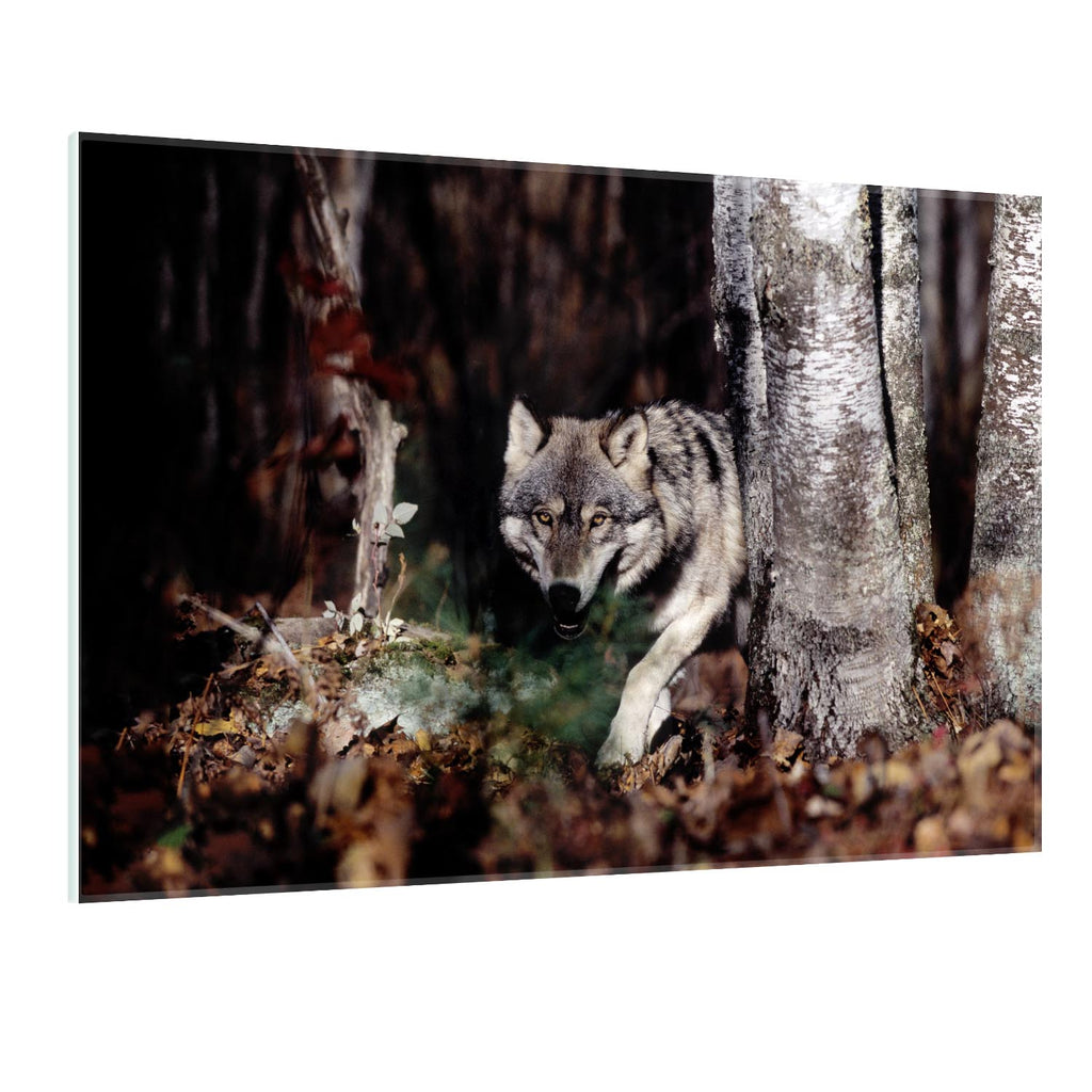 Grauwolf - Real Foto Wandbild