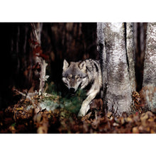 Grauwolf - Real Foto Wandbild