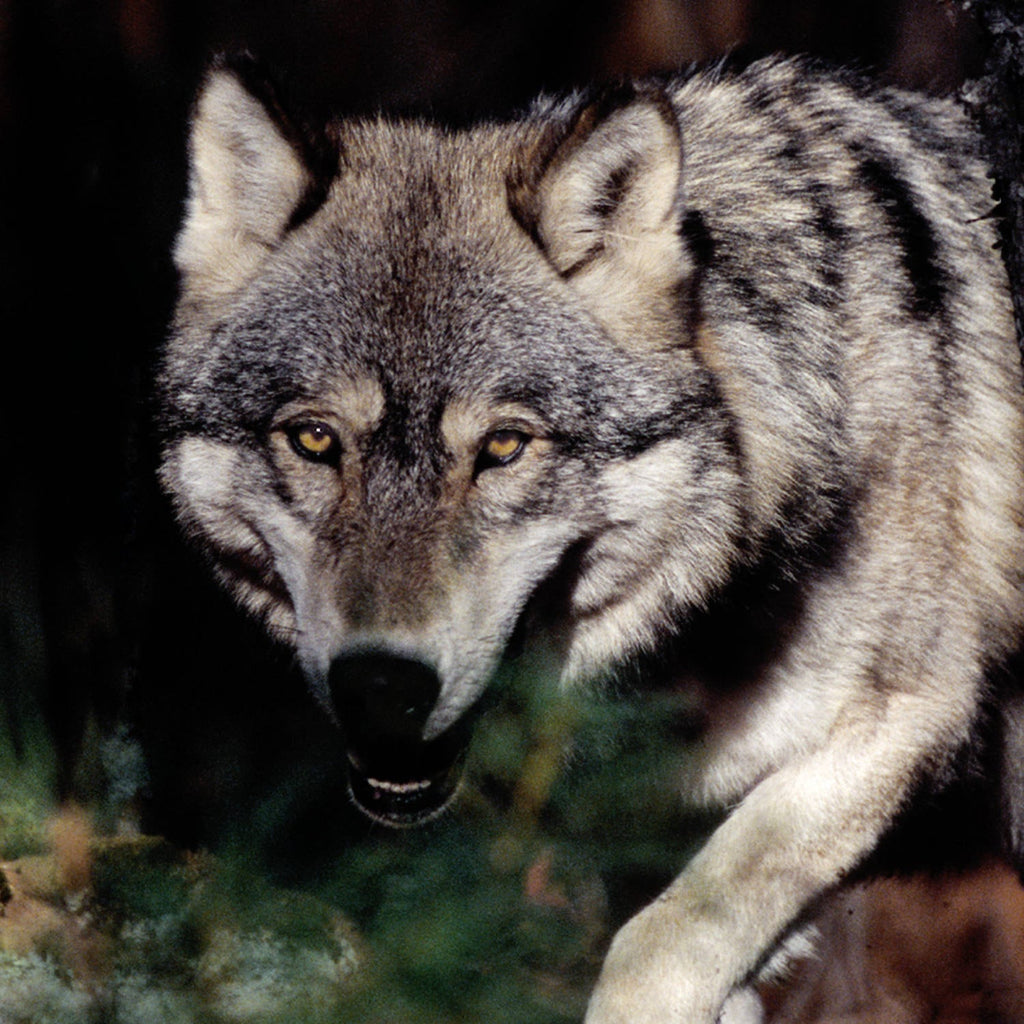Grauwolf - Real Foto Wandbild