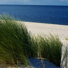 Inseldüne - Real Foto Wandbild