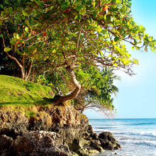 Karibik - Real Foto Wandbild