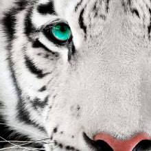 King - Real Foto Wandbild