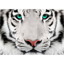 King - Real Foto Wandbild