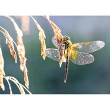 Libelle - Real Foto Wandbild