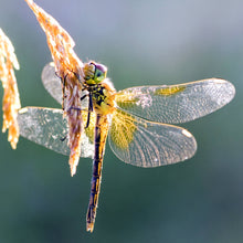 Libelle - Real Foto Wandbild
