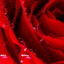 Liebe Rot - Real Foto Wandbild