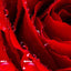 Liebe Rot - Real Foto Wandbild
