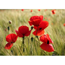 Mohnblumen - Real Foto Wandbild