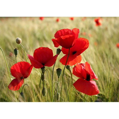Mohnblumen - Real Foto Wandbild
