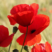 Mohnblumen - Real Foto Wandbild