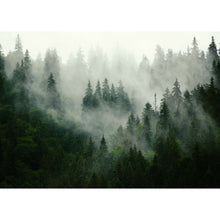 Nebelwald - Real Foto Wandbild