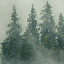Nebelwald - Real Foto Wandbild