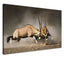 Onyx Antilopen - Real Foto Wandbild