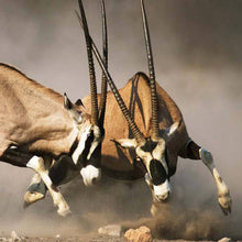 Onyx Antilopen - Real Foto Wandbild