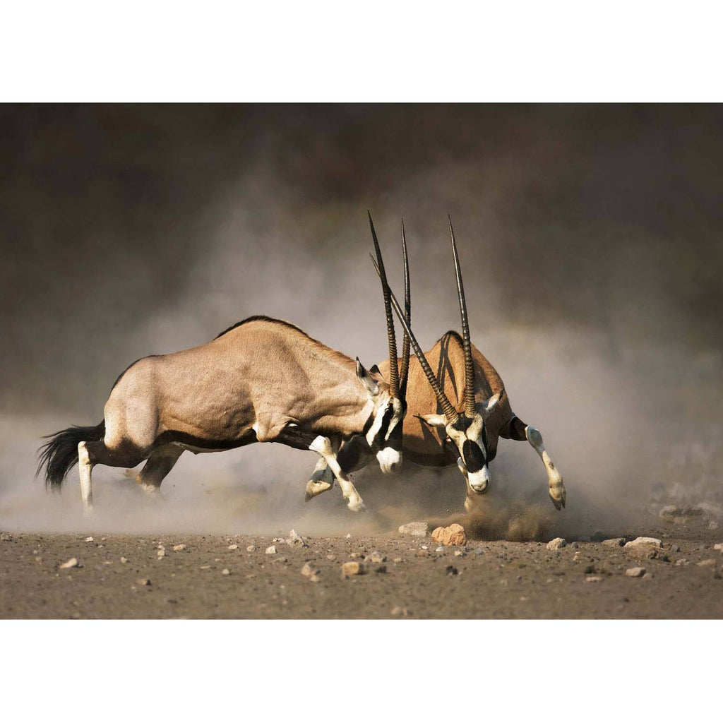 Onyx Antilopen - Real Foto Wandbild