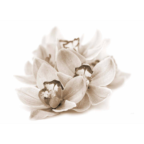 Orchideen Blüte Sepia - Real Foto Wandbild