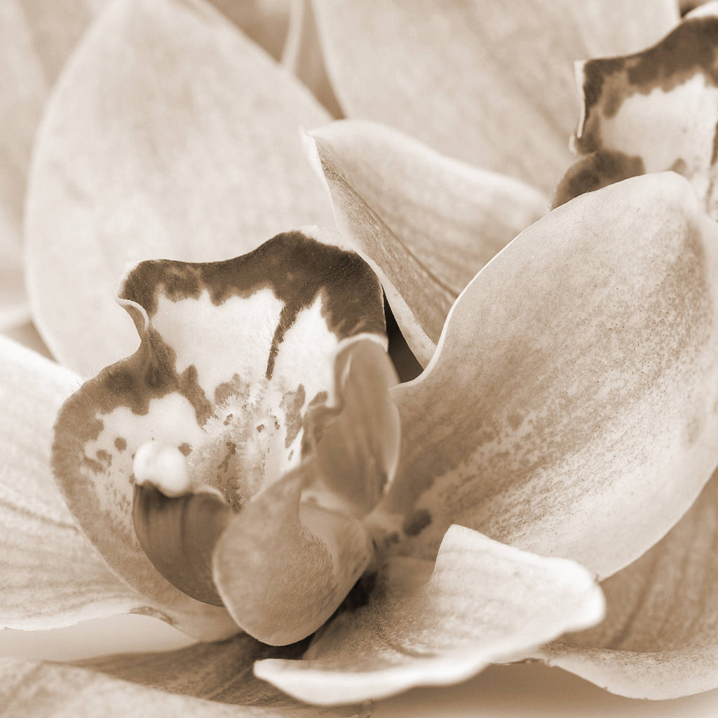Orchideen Blüte Sepia - Real Foto Wandbild