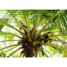 Palme - Real Foto Wandbild