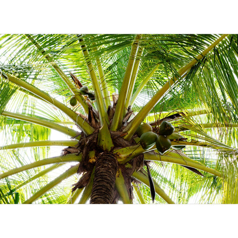 Palme - Real Foto Wandbild