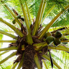 Palme - Real Foto Wandbild