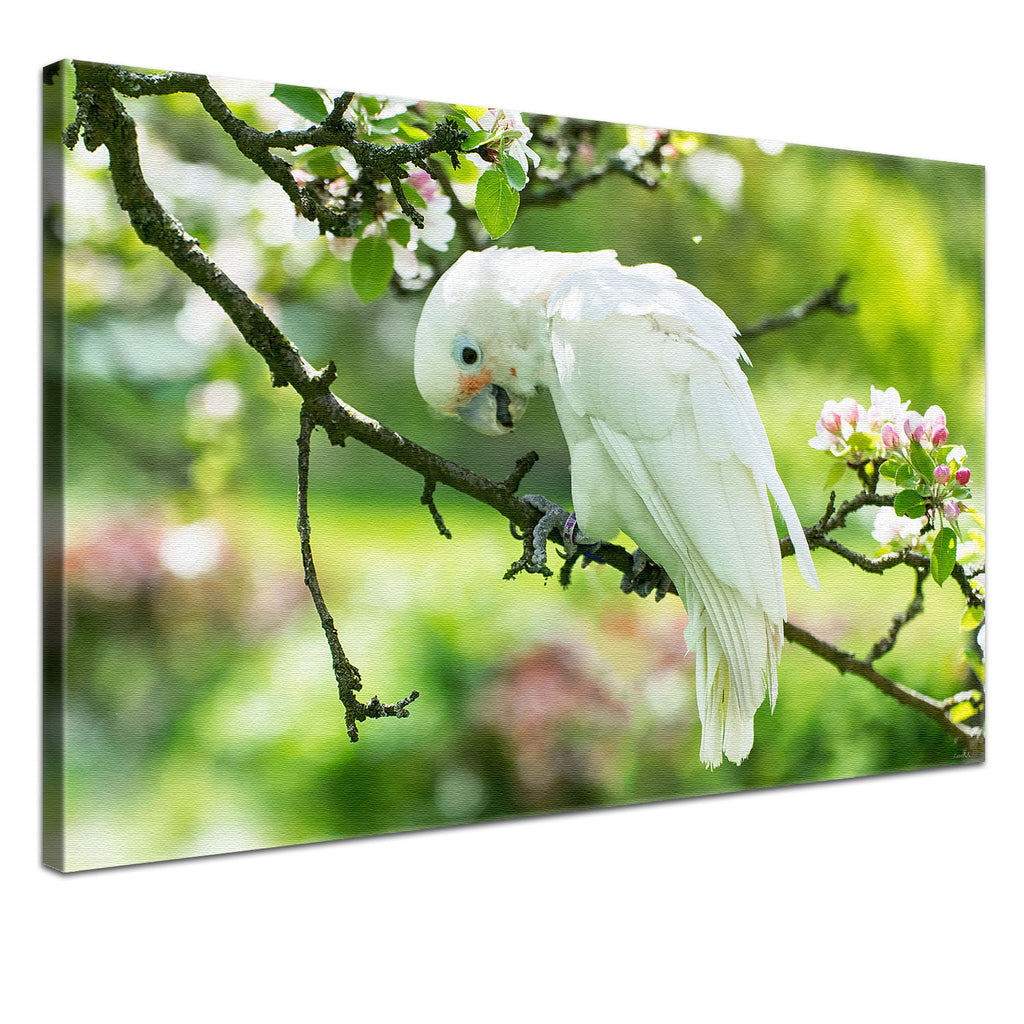 Weißer Papagei - Real Foto Wandbild