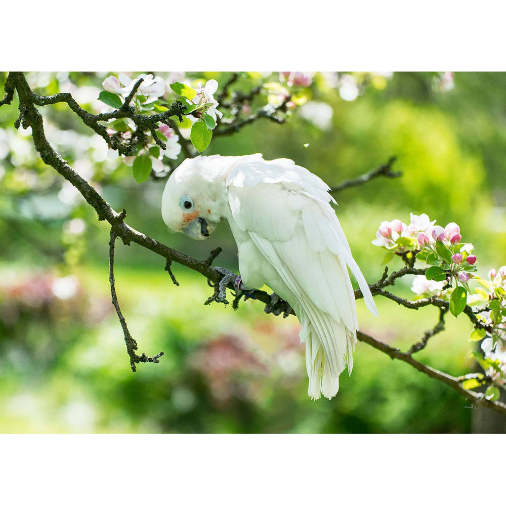 Weißer Papagei - Real Foto Wandbild