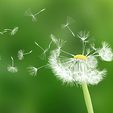 Pusteblume - Real Foto Wandbild