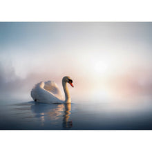 Schwan - Real Foto Wandbild