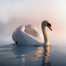 Schwan - Real Foto Wandbild