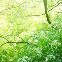 Sunlight - Real Foto Wandbild