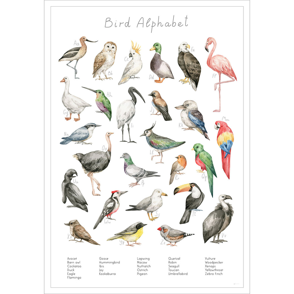 Entdecke die verschiedenen Vogelarten der Welt auf diesem stilvollen Poster