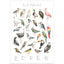 Tierwelt - Alphabet Vögel - Aquarell Wandbild